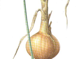 Onion extract