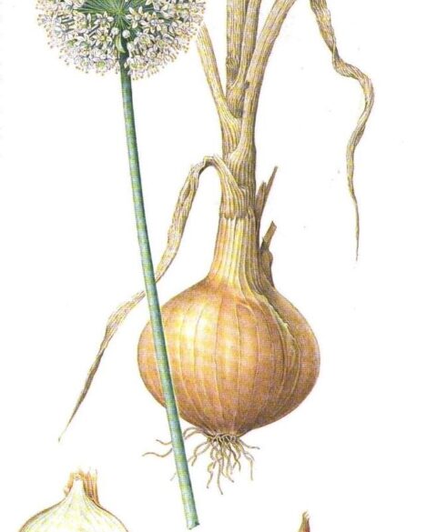 Onion extract