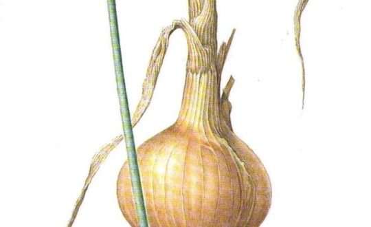 Onion extract