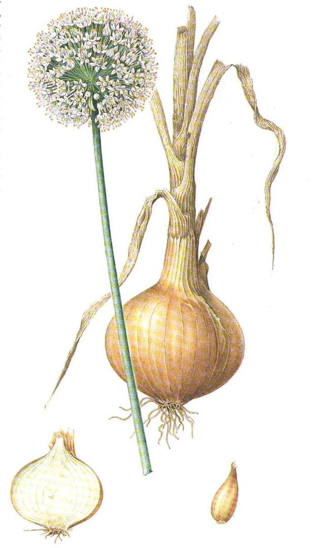 Onion extract